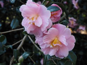Camellia ‘Pink Icicle’