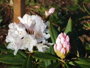 Rhododendron nobleanum