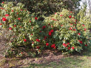 Rhododendron ‘Choremia’
