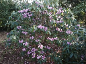 Rhododendron ririei