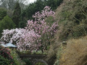 magnolias through the arch