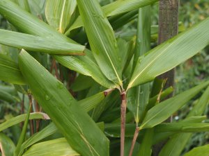 Indocalamus latifolius