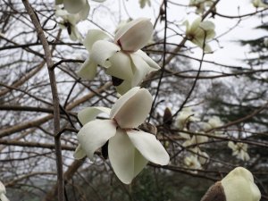 Magnolia campbellii ‘Valentine’s Torch’