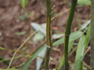 Phyllostachys bambusoides ‘Castellonii Inversa’