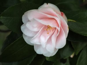 Camellia ‘Morning Mist’