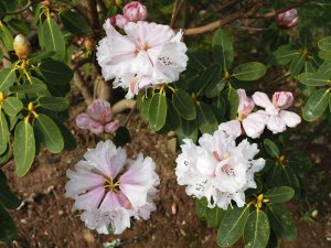 Rhododendron oreodoxa var. fargesii