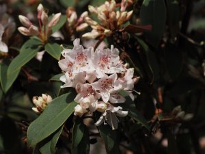 Rhododendron siderophyllum