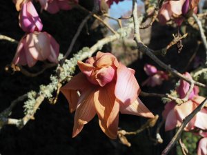 Magnolia ‘Delia Williams’