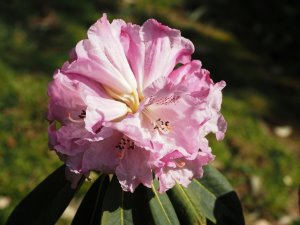 rhododendron labelled irroratum