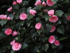 Camellia x williamsii ‘E G Waterhouse’