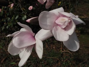 Magnolia campbellii subsp. mollicomata ‘Charles Raffil’