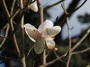 Magnolia ‘Sir Harold Hillier’