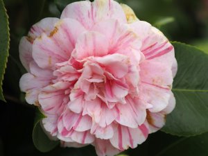Camellia ‘Italiana Vera’