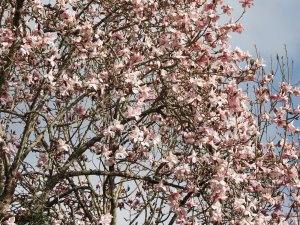 Magnolia campbellii alba seedling