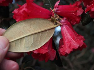 Rhododendron arboreum ssp. zaylanicum (?)