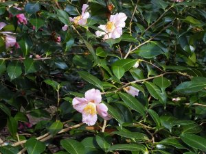 Camellia x williamsii ‘Burncoose Apple Blossom’