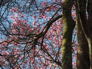 Magnolia ‘Kew Surprise’