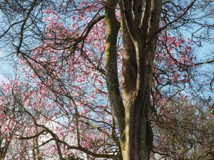 Magnolia ‘Kew Surprise’