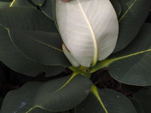 Rhododendron platypodon