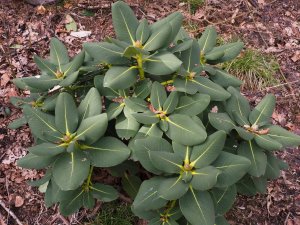 Rhododendron platypodon