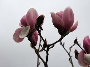 Magnolia ‘Laura Saylor’