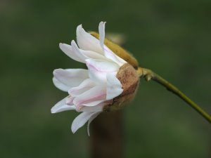 Magnolia sinostellata