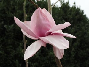 Magnolia ‘Vairano’
