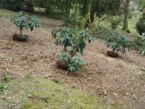 Placing out the large rhododendrons