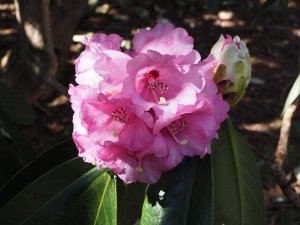Rhododendron monstroseanum