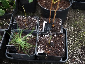 seedlings sent by Jim Gardiner