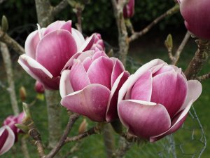 Magnolia ‘Black Tulip’ x Magnolia ‘Pickard’s Ruby’