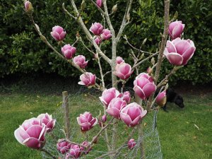 Magnolia ‘Black Tulip’ x Magnolia ‘Pickard’s Ruby’