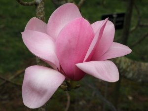 Magnolia campbellii ‘Princess Margaret’