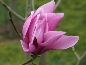 Magnolia dawsoniana ‘Valley Splendour’