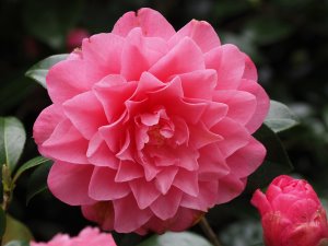 Camellia x williamsii ‘Water Lily’