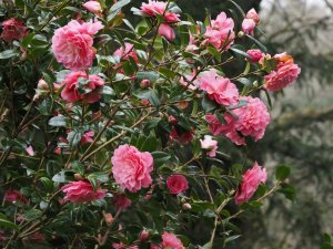 CAMELLIA 'Water Lily