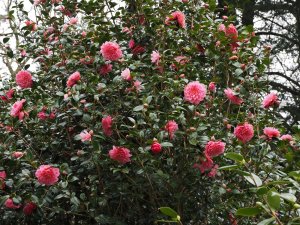 Camellia x williamsii ‘Water Lily’