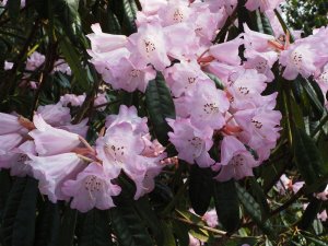Rhododendron gingongshanicum