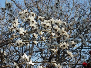 Magnolia campbellii alba