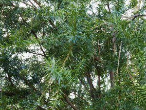 Prumnopitys taxifolia