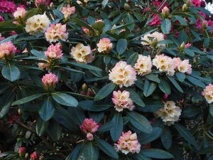 Rhododendron ‘Loch Awe’