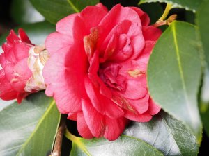 Camellia ‘Imbricata’