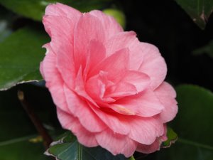 Camellia ‘Mathotiana Rosea’