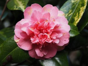 Camellia ‘Preston’s Rose’