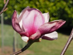 Magnolia ‘Black Swan’