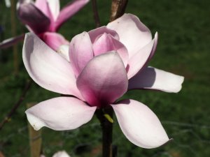 Magnolia ‘Pickard’s Ruby’ x Magnolia ‘JC Williams’