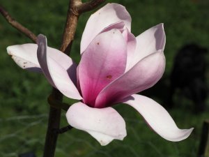 Magnolia ‘Pickard’s Ruby’ x Magnolia ‘JC Williams’