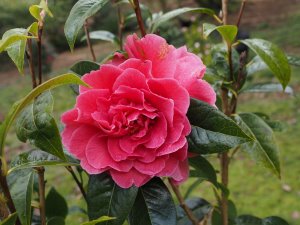 Camellia reticulata ‘Debut’
