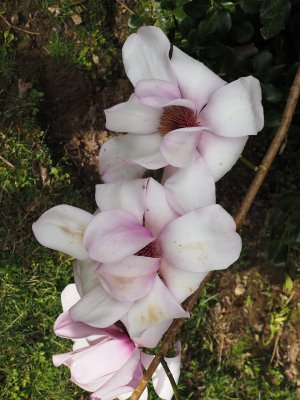 Magnolia campbellii x sargentiana ‘Treve Holman’