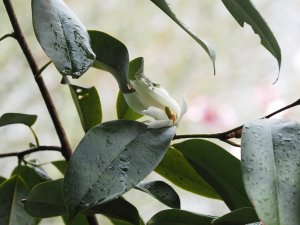 Magnolia (Michelia) floribunda var. tonkinensis